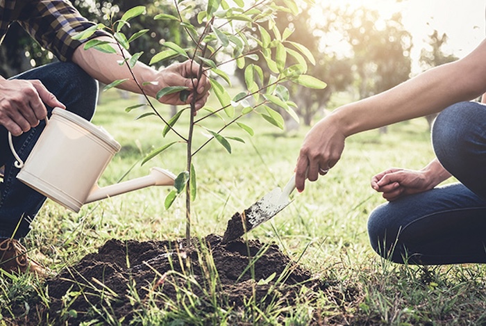 Các loại phân bón lá cho cây ăn trái