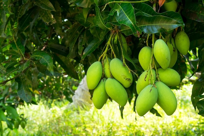 Các loại phân bón lá cho cây ăn trái