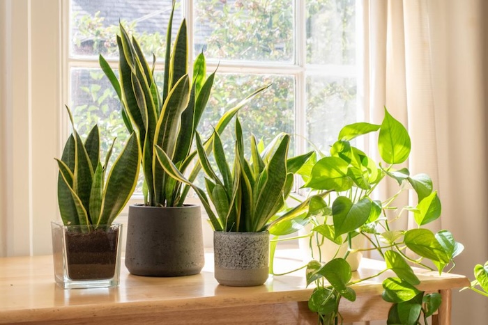 Các loại phân bón lá cho cây cảnh