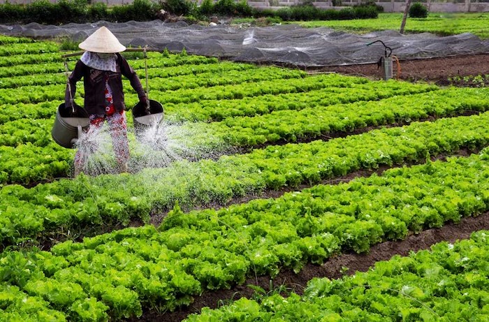 Các loại phân bón lá cho rau