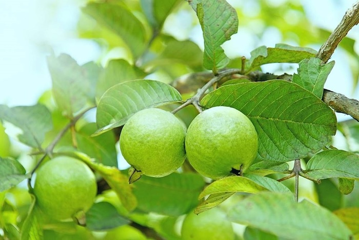 Cách sử dụng phân bón lá 30 10 10