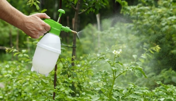 Cách sử dụng phân bón lá cho cây trồng