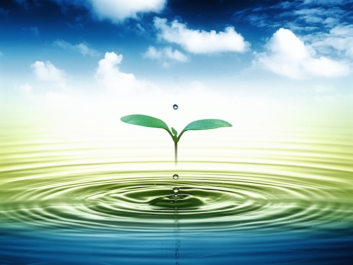 Cách sử dụng phân bón lá grow more