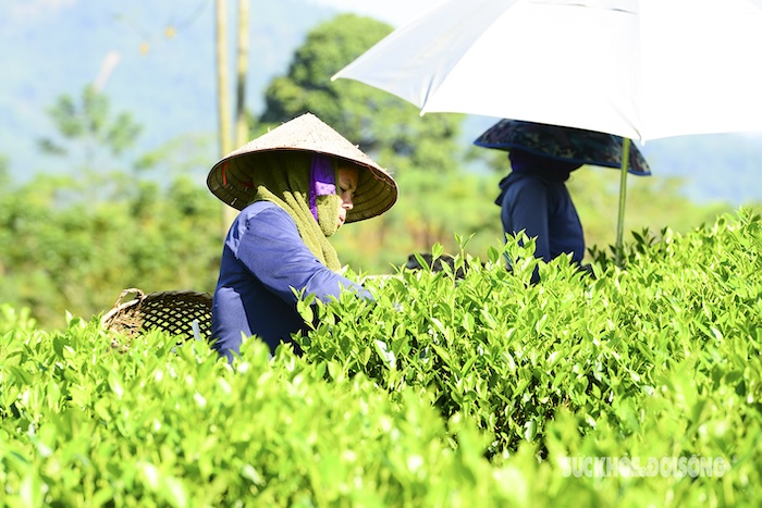 Cách sử dụng phân bón lá grow more