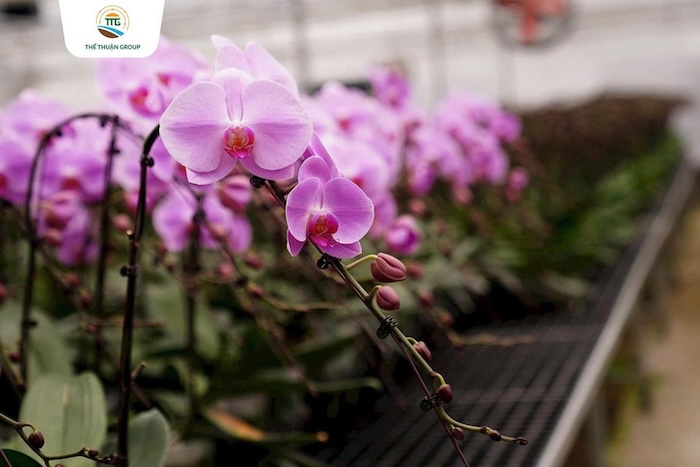 Cách tưới phân bón lá cho hoa lan