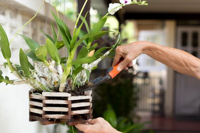 Cách tưới phân bón lá cho hoa lan