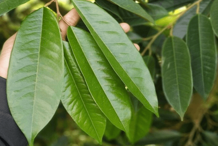 Công dụng của phân bón lá amino
