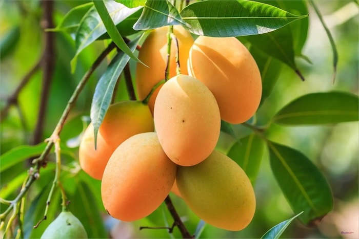 Công dụng của phân bón lá amino hữu cơ