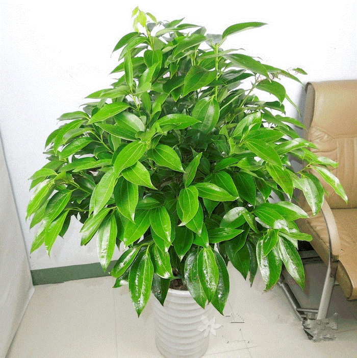 Công dụng của phân bón lá atonik