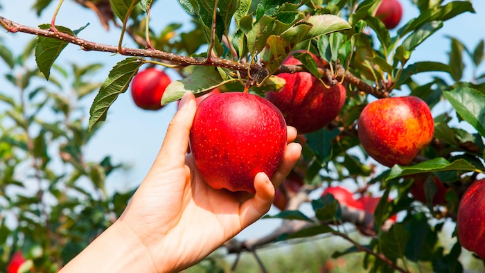 Công dụng phân bón lá atonik