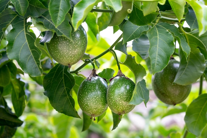 Phân bón lá amino cao cấp