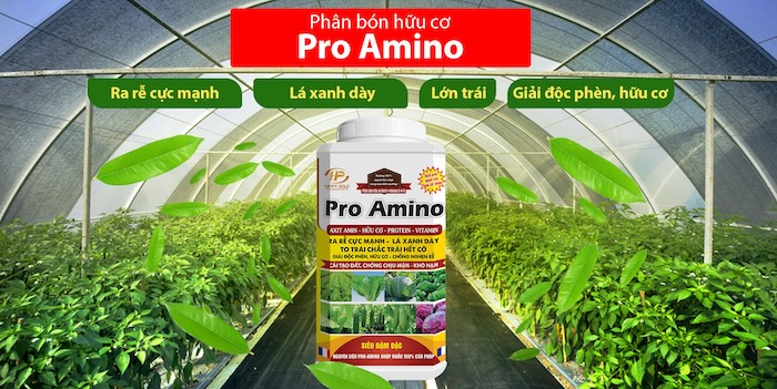 Phân bón lá amino có tác dụng gì Phân bón lá amino có tác dụng gì