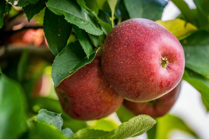 Phân bón lá amino có tác dụng gì Phân bón lá amino có tác dụng gì