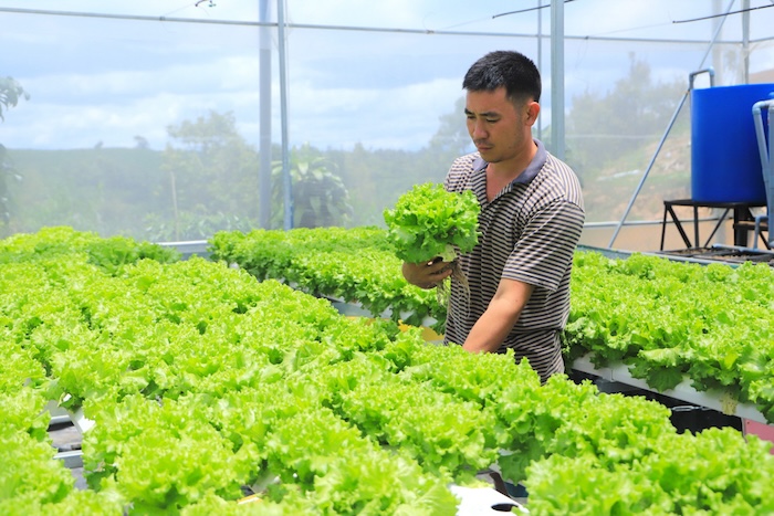 Phân bón lá amino cytomin plus Phân bón lá amino cytomin plus