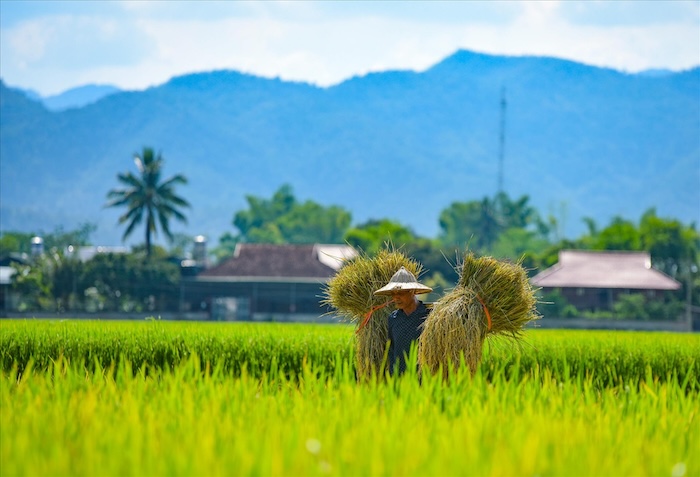 Phân bón lá amino fulvic Phân bón lá amino fulvic