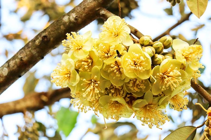 Phân bón lá amino ga3