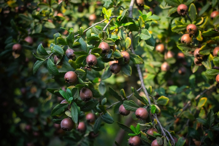 Phân bón lá amino quelant fe Phân bón lá amino quelant fe