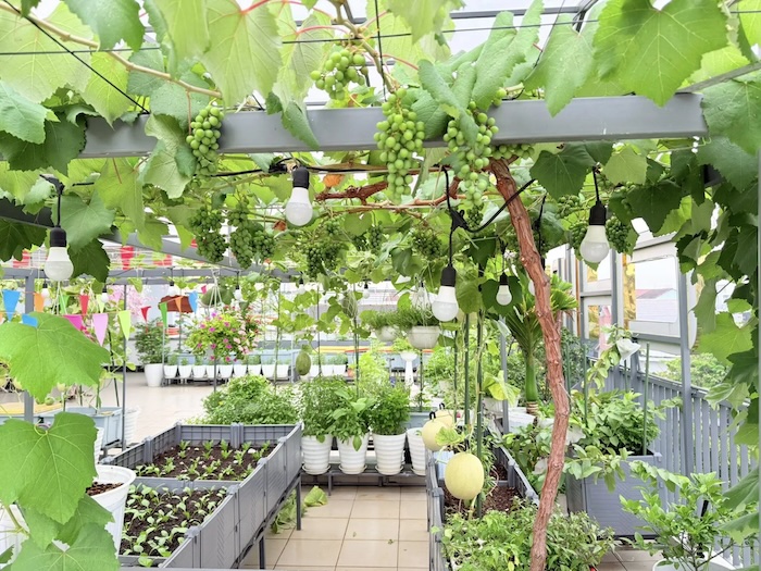 Phân bón lá amino rong biển