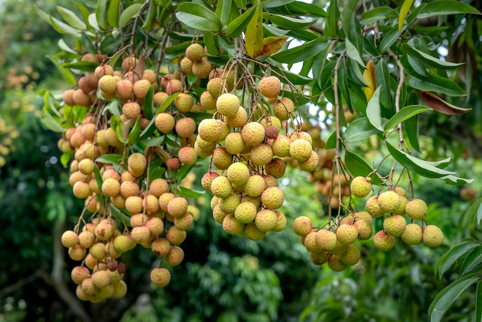 Phân bón lá basfoliar