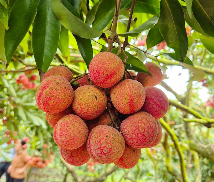 Phân bón lá bio hữu cơ