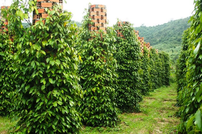 Phân bón lá bio organic