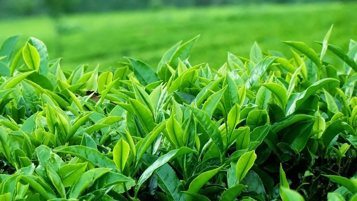 Phân bón lá bo canxi magie kẽm