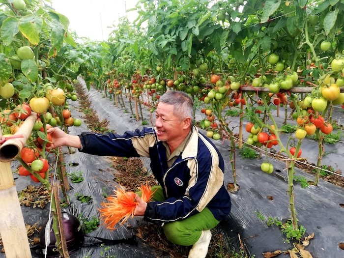 Phân bón lá canxi bo có tác dụng gì