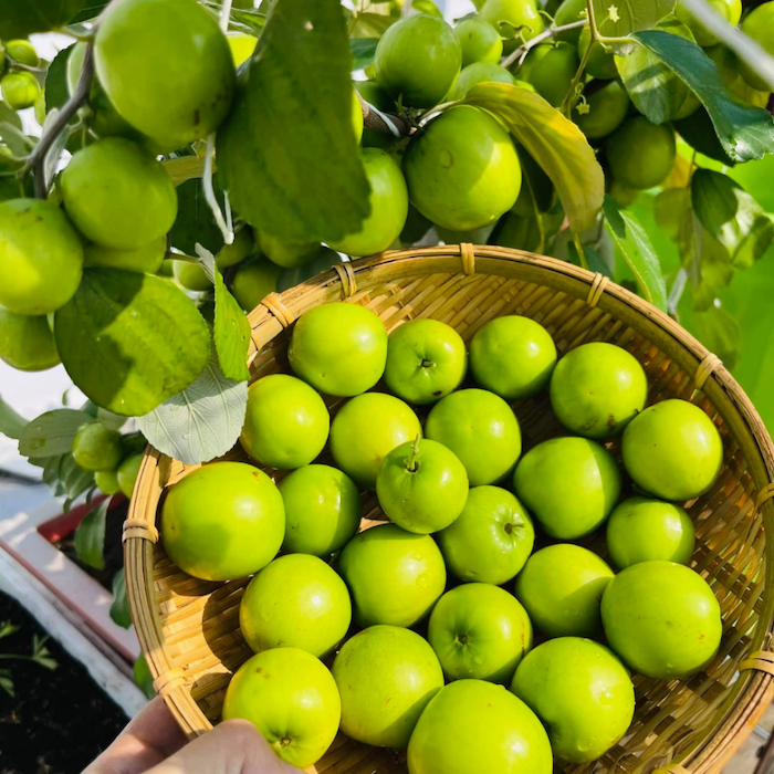 Phân bón lá canxi bo hữu cơ