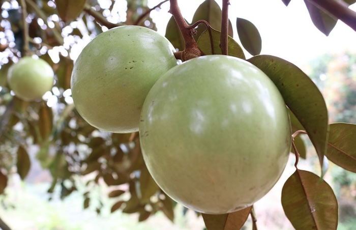 Phân bón lá canxi bo sữa