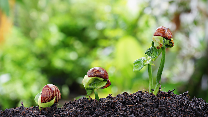 Phân bón lá cao cấp của mỹ