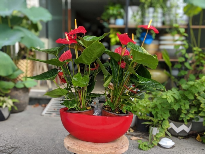 Phân bón lá cây cảnh