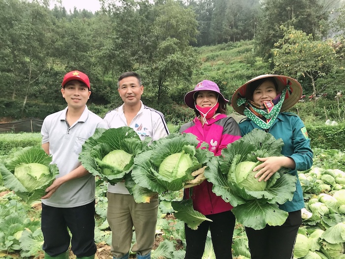 Phân bón lá cho bắp cải