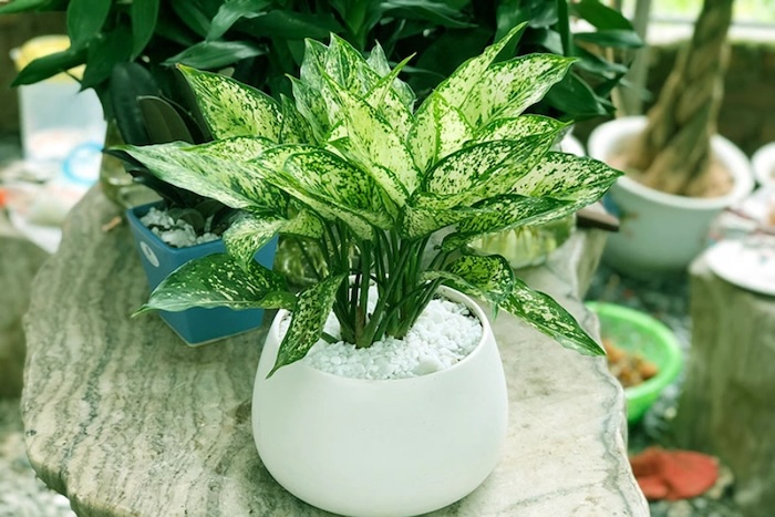 Phân bón lá cho cây cảnh