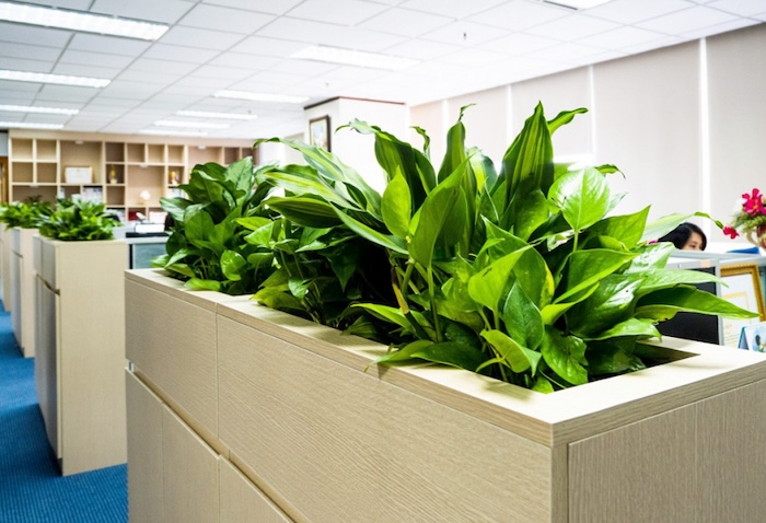 Phân bón lá cho cây cảnh