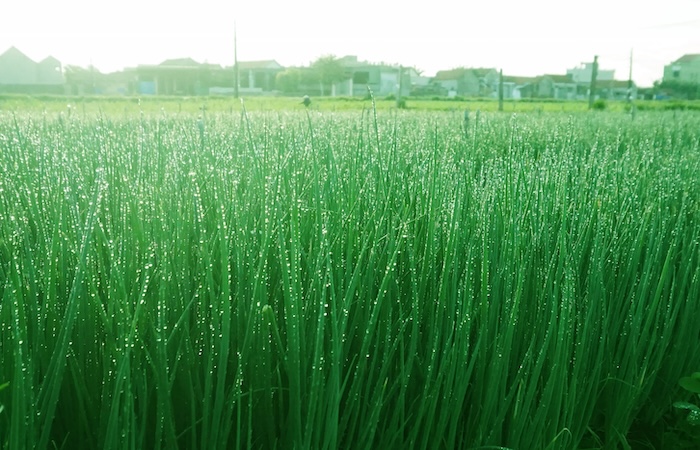 Phân bón lá cho cây hành