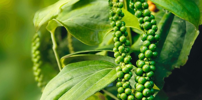 Phân bón lá cho cây hồ tiêu