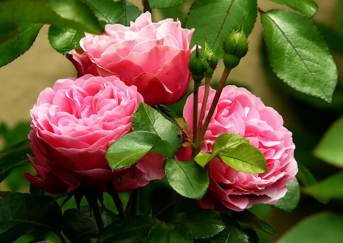 Phân bón lá cho cây hoa hồng