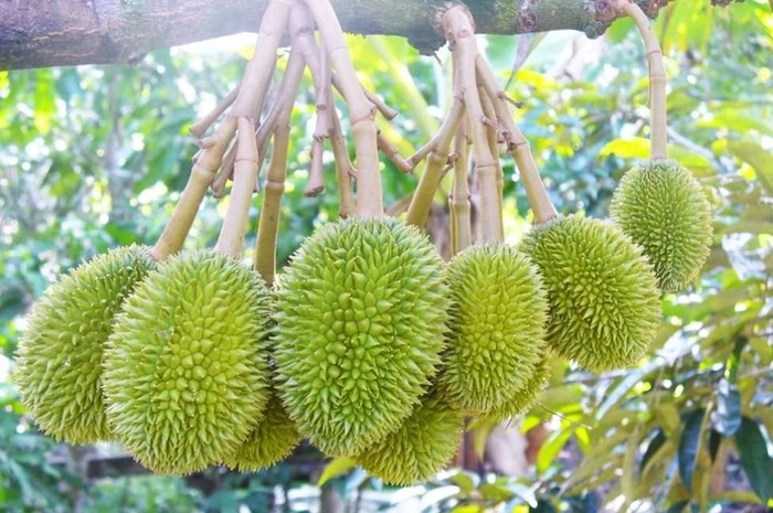 Phân bón lá cho cây sầu riêng