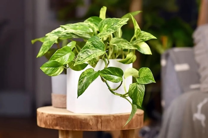 Phân bón lá cho cây trầu bà