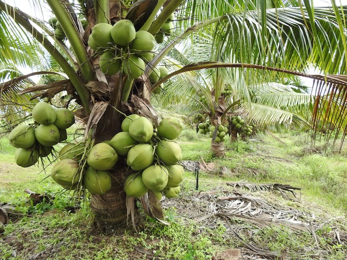 Phân bón lá cho dừa