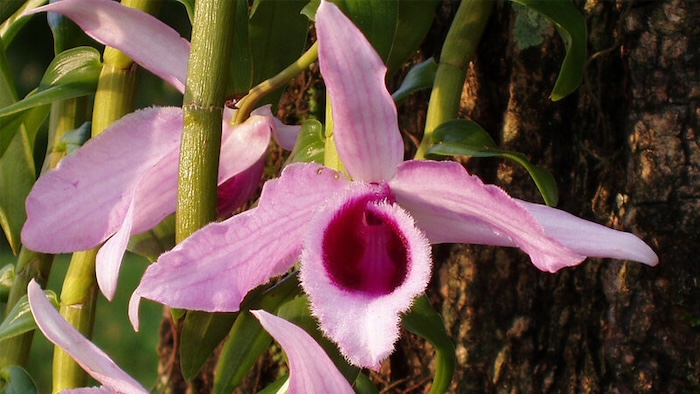 Phân bón lá cho lan phi điệp