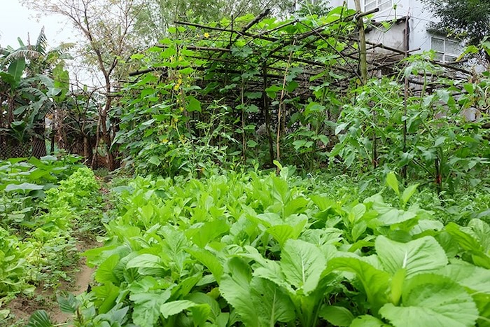 Phân bón lá cho rau cải