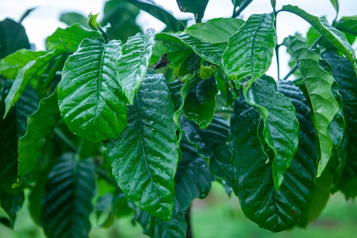 Phân bón lá chứa auxin