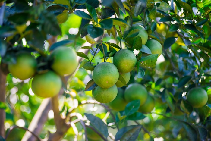 Phân bón lá chứa auxin