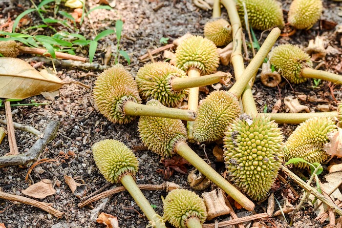 Phân bón lá chứa canxi