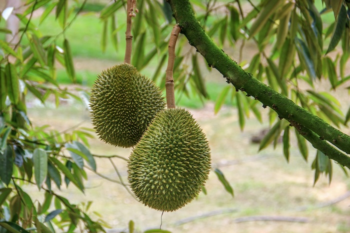 Phân bón lá combi đức Phân bón lá combi đức