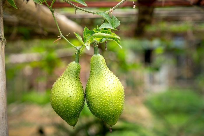 Phân bón lá combi nhật Phân bón lá combi nhật
