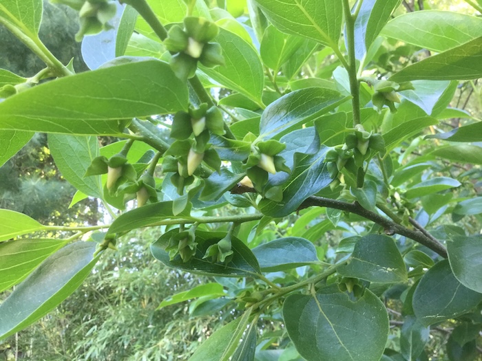 Phân bón lá d3 Phân bón lá d3