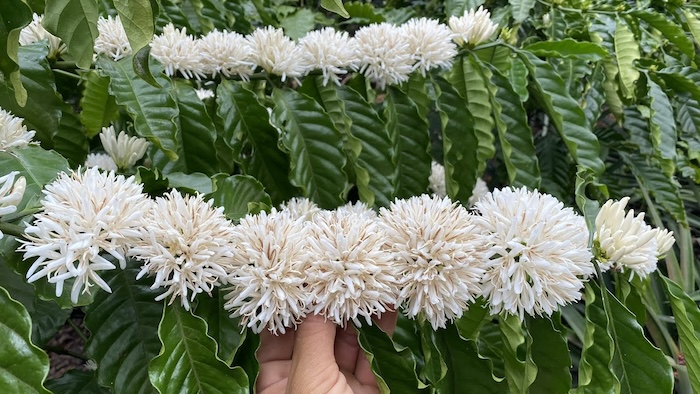 Phân bón lá dap đen Phân bón lá dap đen