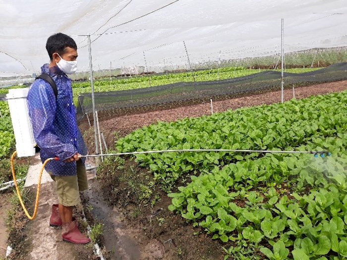 Phân bón lá đầu trâu 501 Phân bón lá đầu trâu 501